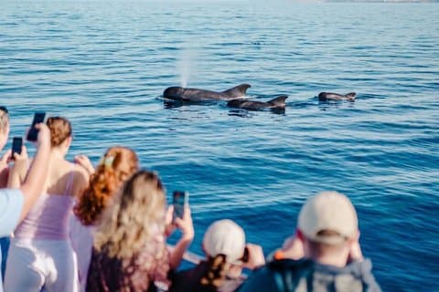 Tenerife Ecoyacht Tour for Whale Watching