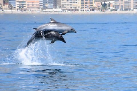 New 2026!! Unlicensed boat for dolphin watching