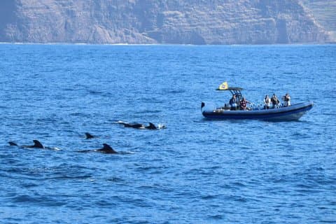 Coastal excursion with cetacean search island of La Palma