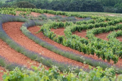 Guided Tour of Dominion D'Echauz Wine Tour Small Group