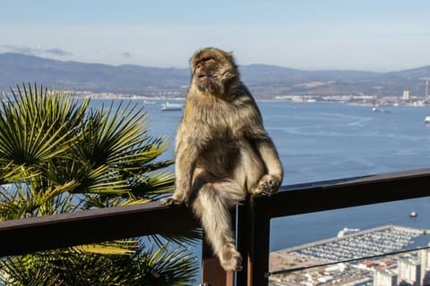 Marbella And Gibraltar Express from Malaga Central