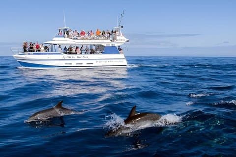 Dolphin and Whale Cruise in Puerto Rico, Gran Canaria