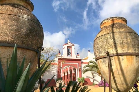 English Olive Oil Tour in Seville