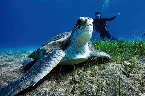 Beginner's Dive at a Spot with Turtle Sightings in Tenerife