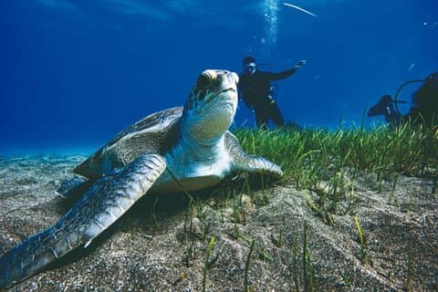 PADI Open Water Scuba Diving Certification Puerto Colon