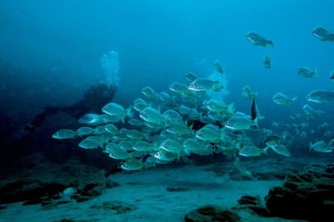 Discover the reef for beginners