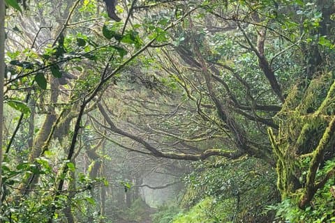 Tenerife Anaga Mountains circular hike in the Laurel Forest max 12 Pers.
