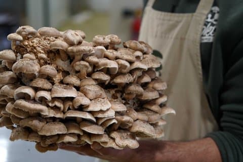From cultivation to dish : Guided tour and mushroom tasting