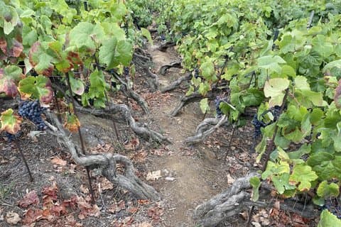 Enjoy local wines known worldwide for centuries