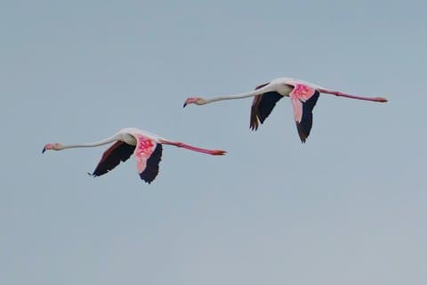 Rice and Flamenco Tour in the Ebro Delta