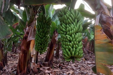 Canary Islands Wine and Banana Plantation Tour Tenerife