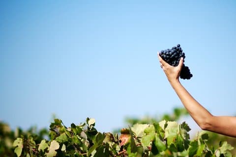 Day Trip from Valencia Viña de Eufemia Wine Experience