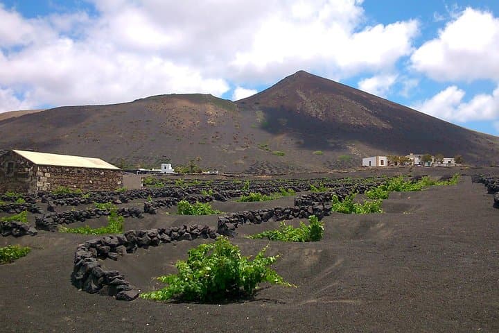 The vineyards