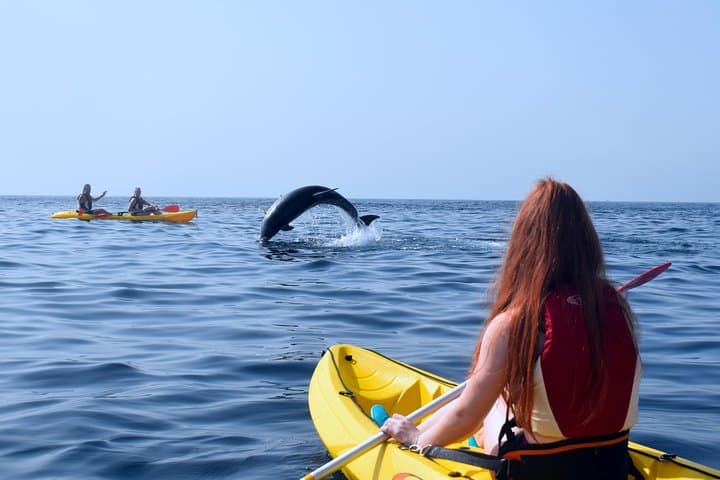 Kayaking With Dolphins in Tenerife