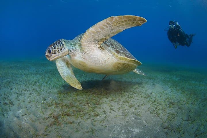 SSI Open Water Diver Course in Tenerife