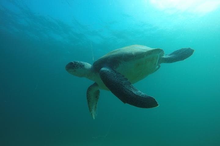 PADI Discover Scuba Diving