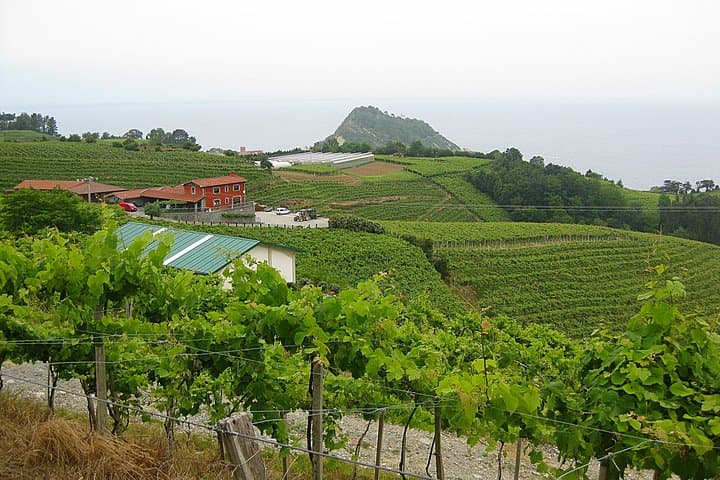 Txakoli vineyards in Getaria
