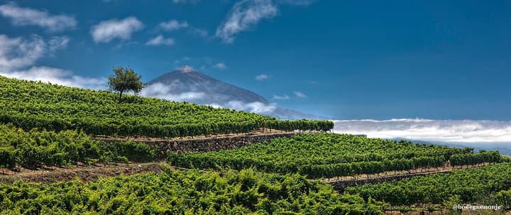 Volcano Teide and vineyards Monje