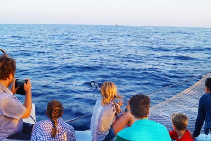 See dolphins in wild