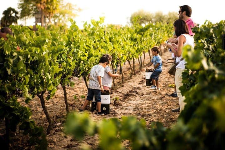 Montserrat & Cava Visit with Lunch Private Tour with Pickup