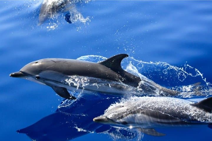 Dolphin sightings
