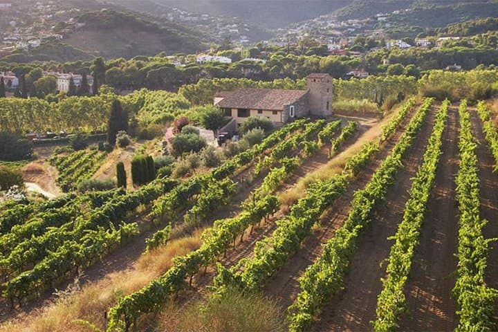 Alella Wine Tasting Private Tour with Picnic Lunch & Hotel Pick