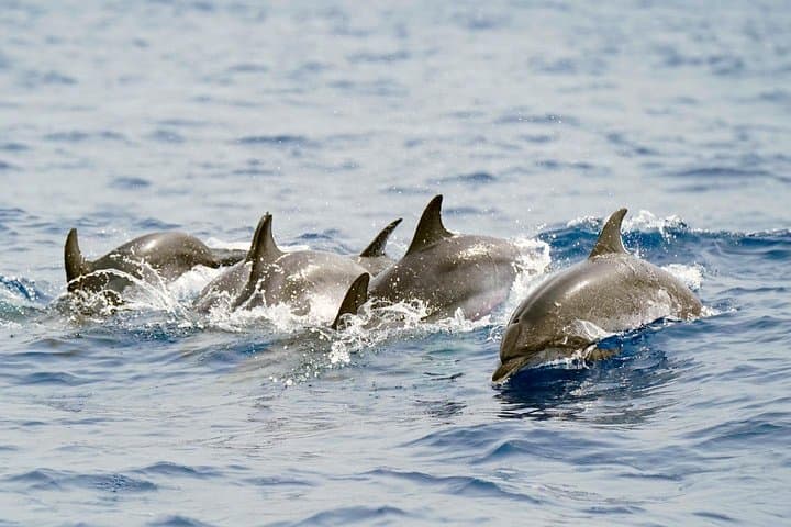 Spotted dolphins are commonly observed.