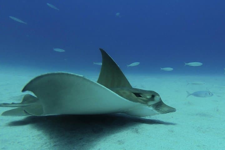 guided Scuba Diving on Tenerife (for certified divers)