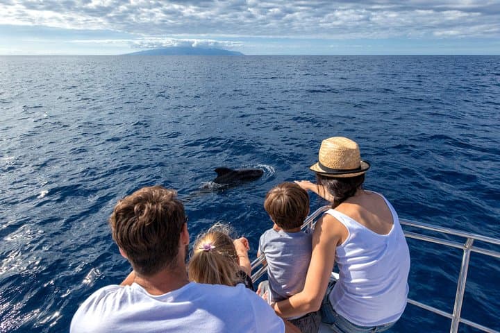 Whales dolphins watching Tenerife
