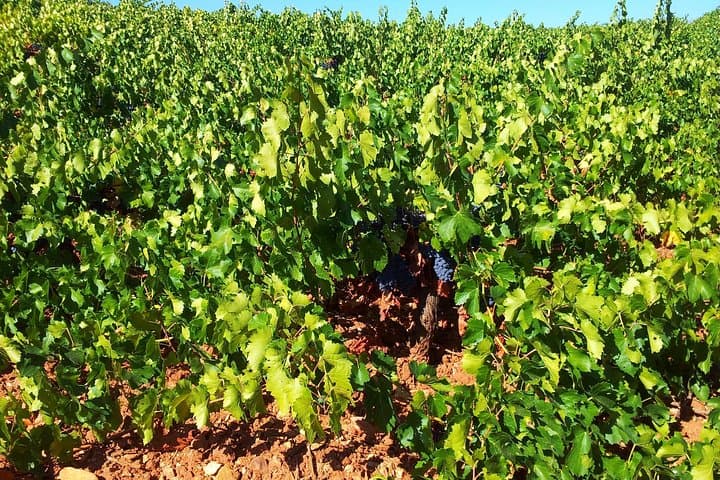 Cortijo El Cura organic Vineyards