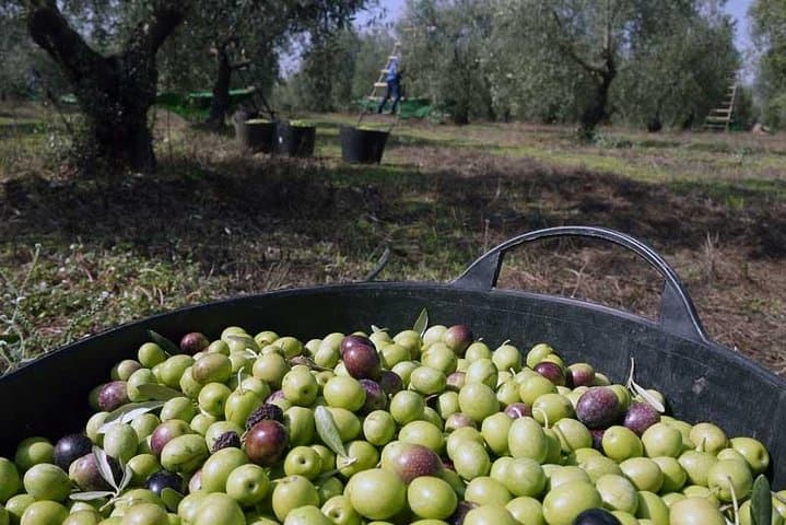 Olive Oil https://media-cdn.tripadvisor.com/media/attractions-splice-spp-720x480/0a/59/77/2b.jpgFarm