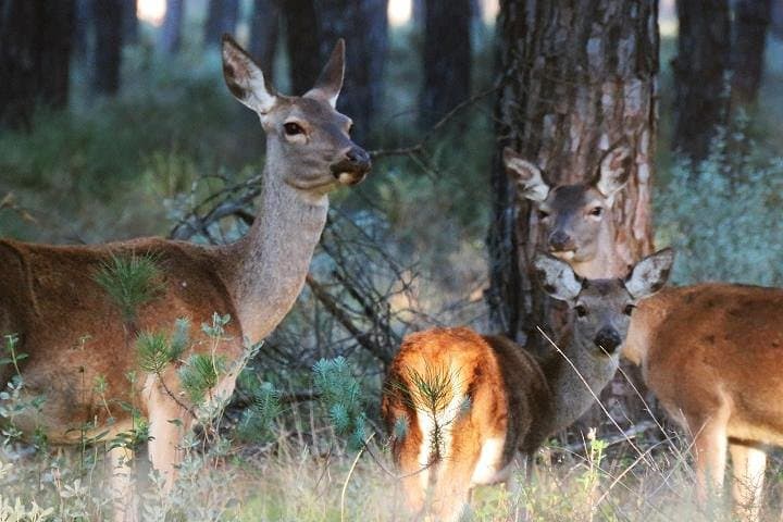 Family Deers in Doñana
