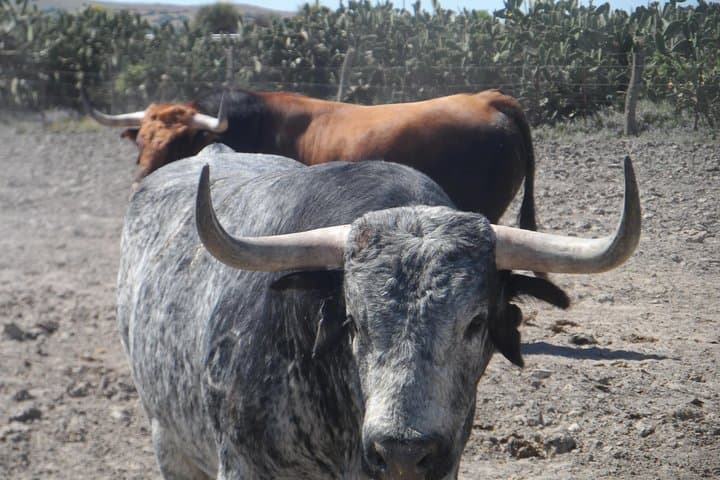 Bull Breeding Farm