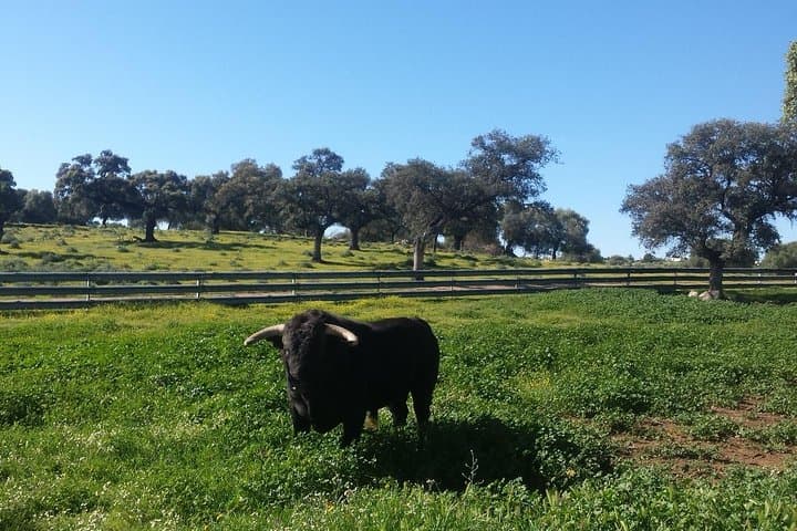 Toro bravo