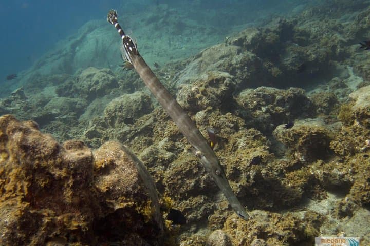 Dive Baptism 1 Dive In Tenerife 3,5h
