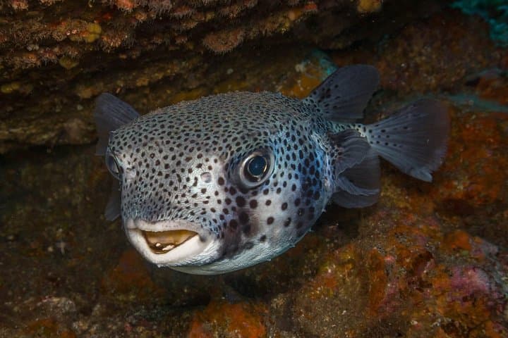 2 Dives, Certified Divers - Tenerife