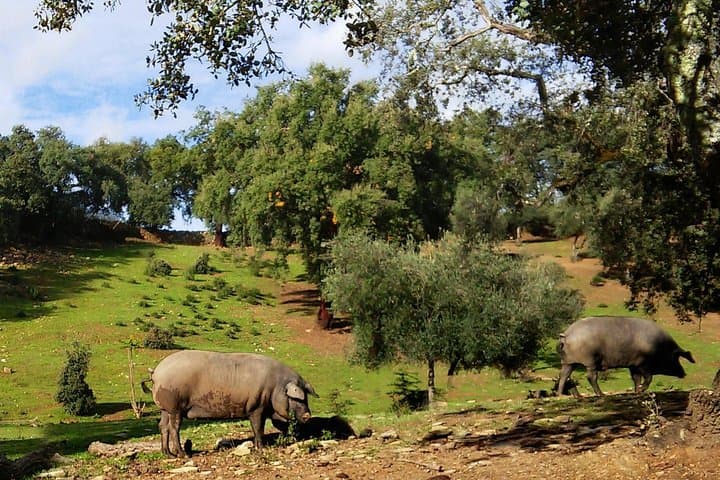 Iberian hogs on farm in Seville