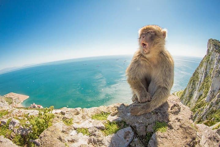 A Barbary macaque on The Rock