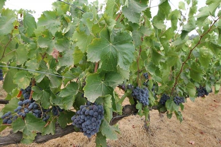 Ronda Private Wine Tour and Tapas from Marbella