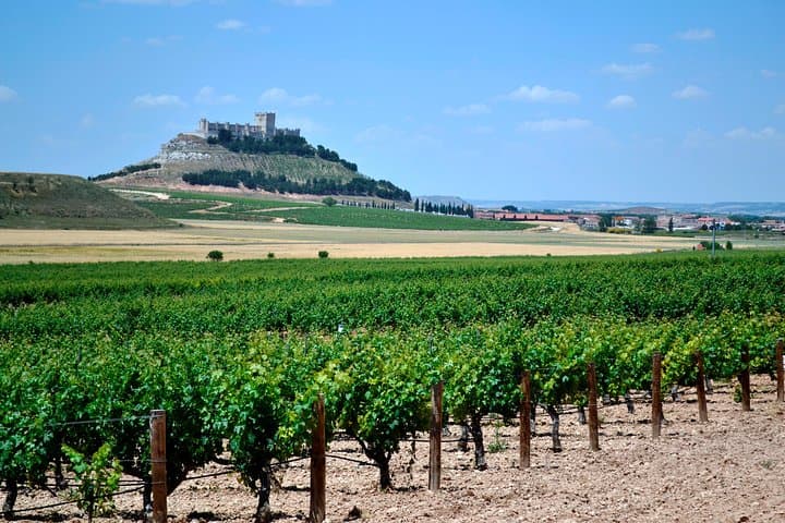 Vineyard landscapes during the tour