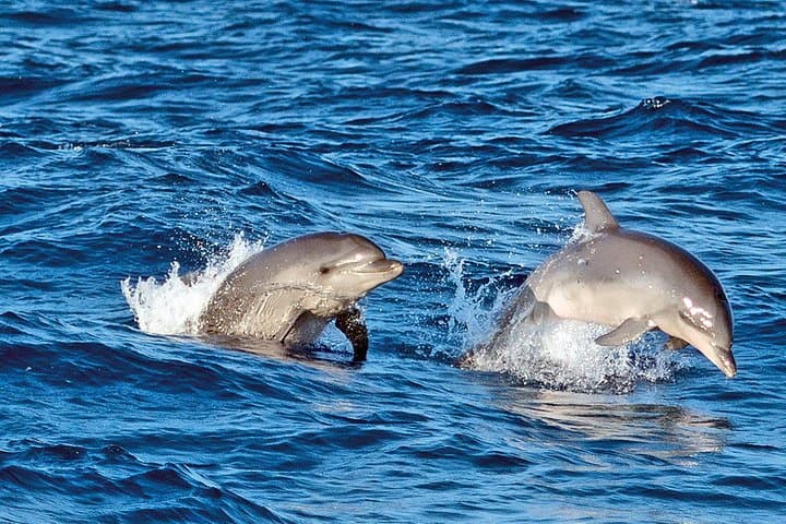 Sunrise Boat Trip in Mallorca with Dolphin-Watching
