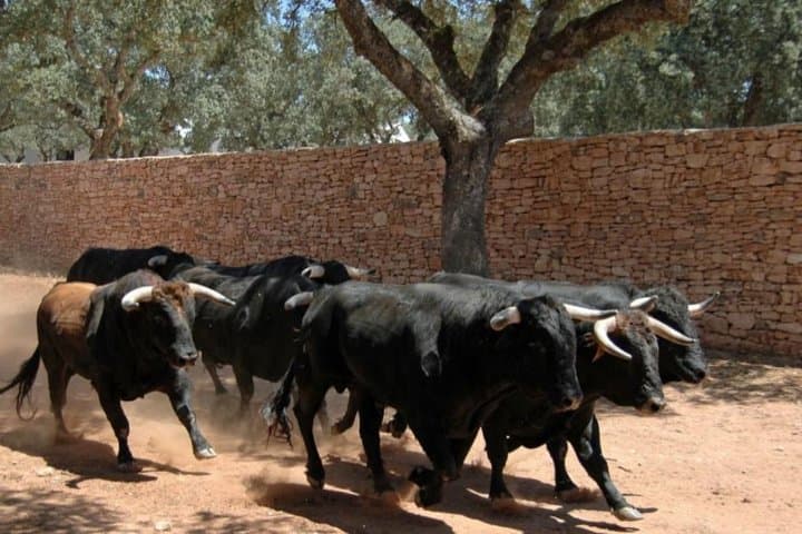 Bulls in Ronda