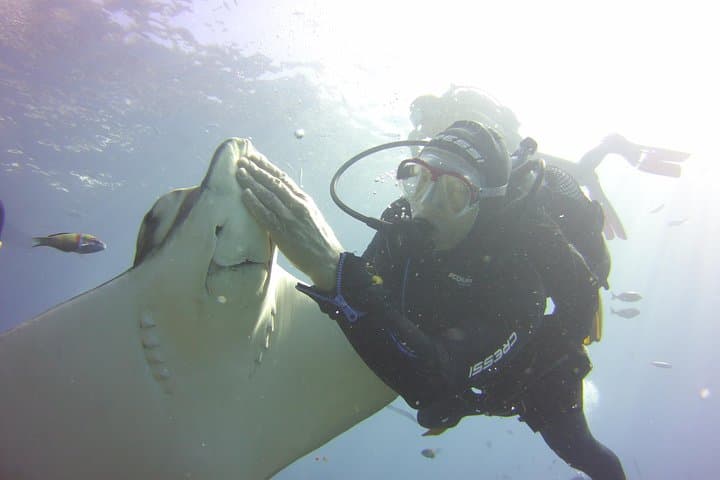 Diver with Bull Ray