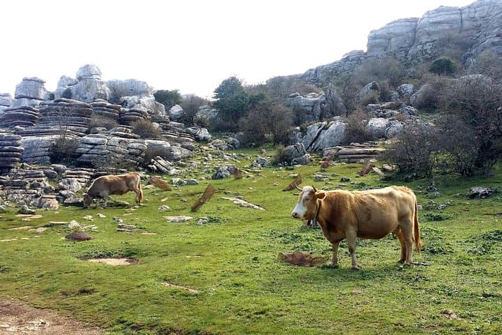 Cows on the Torcal