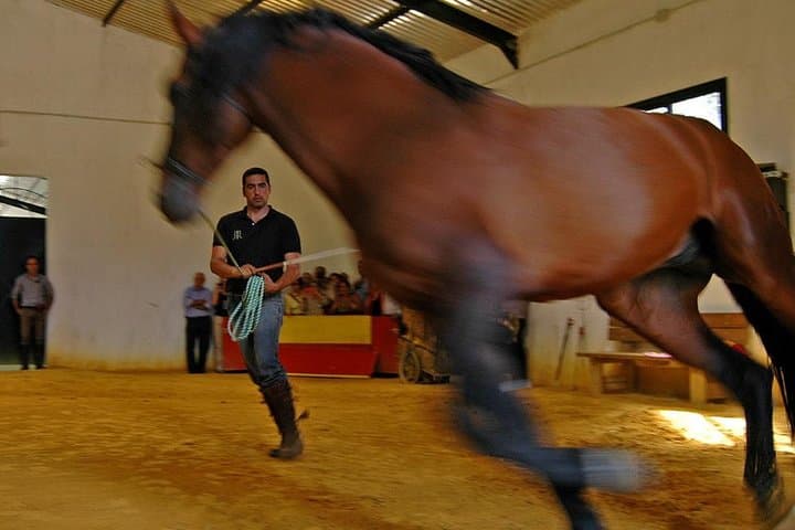 horse breading