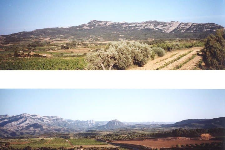 vineyards
