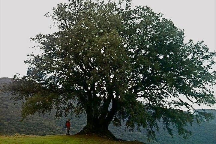 Can Vall Holm-oak. Montseny hiking