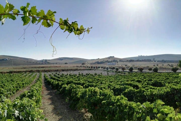 Vineyard in Jerez