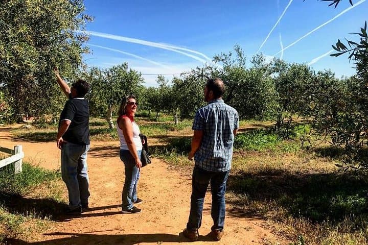 Olive Grove