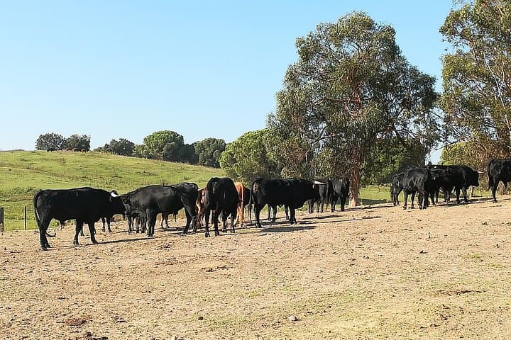 Bull Breeding Farm: Guided Half-Day Tour from Seville